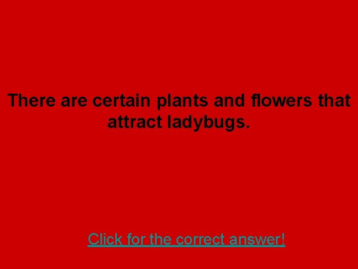 There are certain plants and flowers that attract ladybugs. Click for the correct answer!