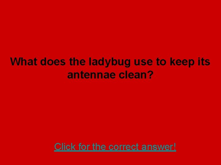 What does the ladybug use to keep its antennae clean? Click for the correct