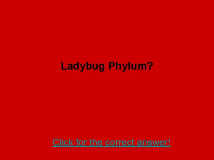 Ladybug Phylum? Click for the correct answer! 