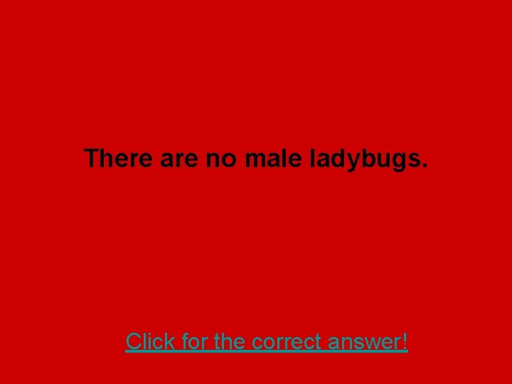 There are no male ladybugs. Click for the correct answer! 