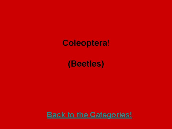 Coleoptera! (Beetles) Back to the Categories! 