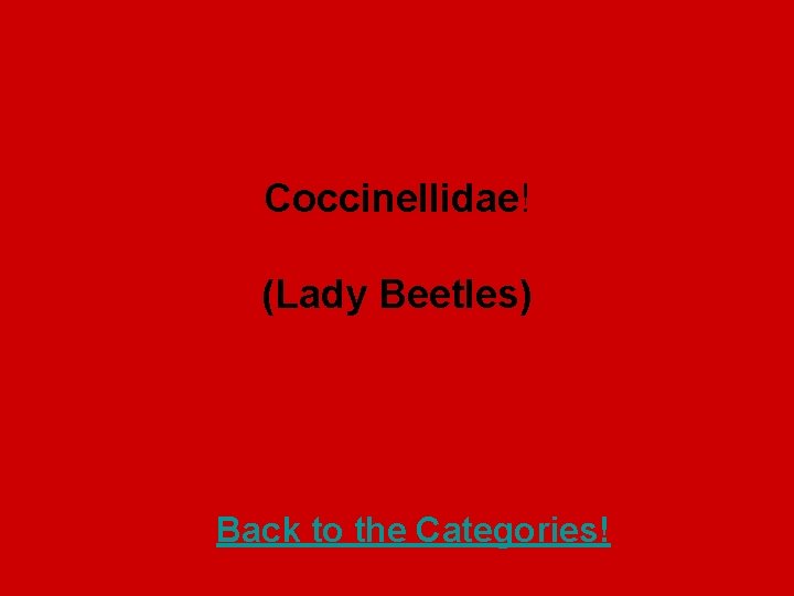 Coccinellidae! (Lady Beetles) Back to the Categories! 