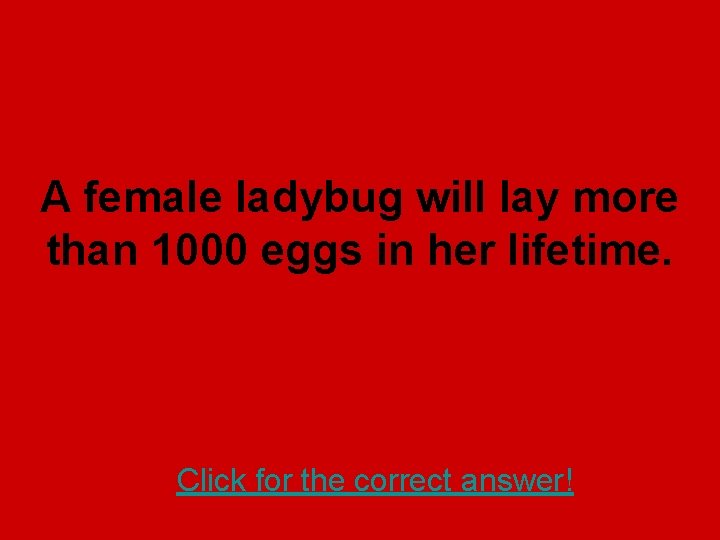 A female ladybug will lay more than 1000 eggs in her lifetime. Click for