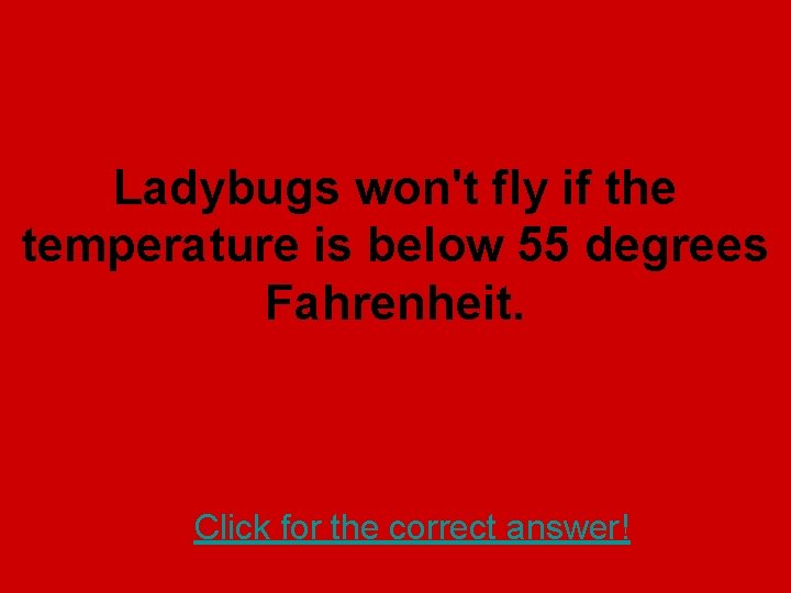 Ladybugs won't fly if the temperature is below 55 degrees Fahrenheit. Click for the