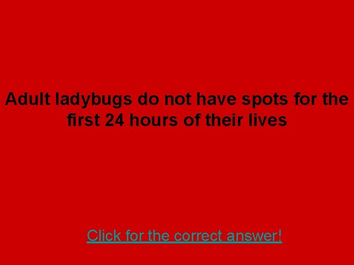 Adult ladybugs do not have spots for the first 24 hours of their lives