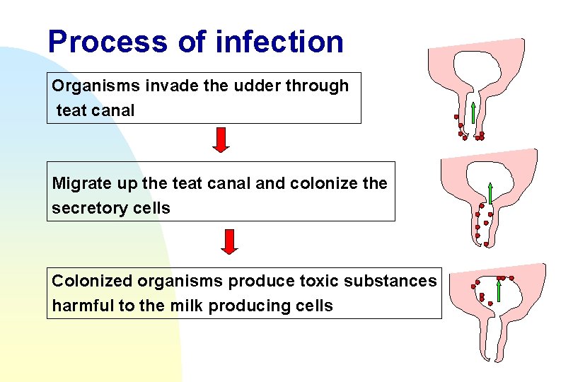 Process of infection Organisms invade the udder through teat canal Migrate up the teat