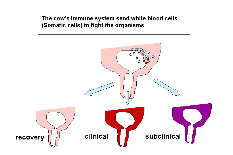 The cow’s immune system send white blood cells (Somatic cells) to fight the organisms