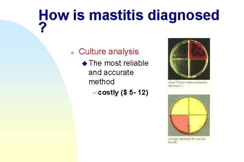 How is mastitis diagnosed ? n Culture analysis u The most reliable and accurate