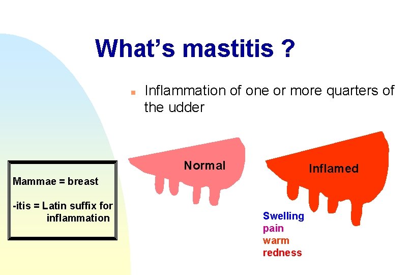 What’s mastitis ? n Inflammation of one or more quarters of the udder Normal