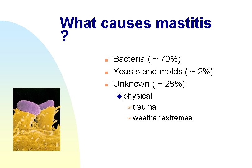 What causes mastitis ? n n n Bacteria ( ~ 70%) Yeasts and molds