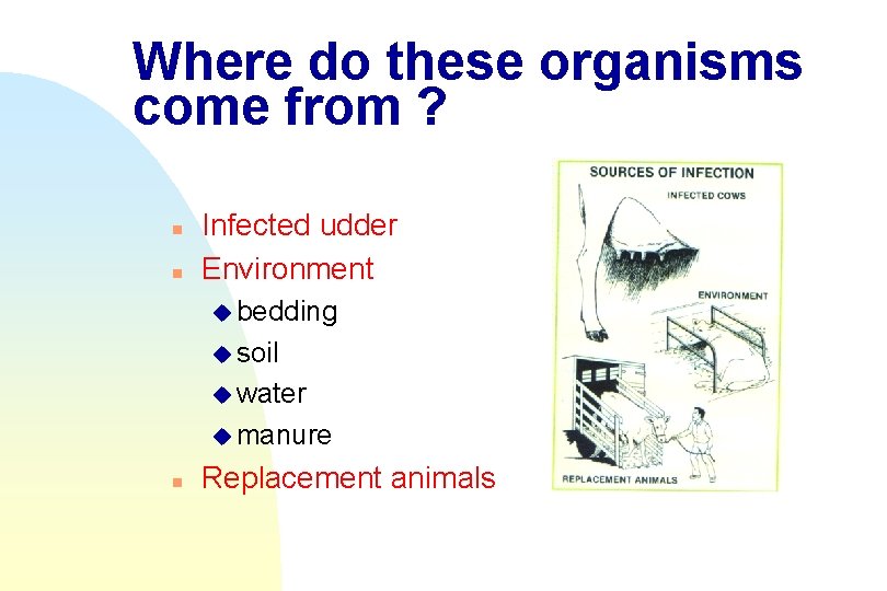 Where do these organisms come from ? n n Infected udder Environment u bedding