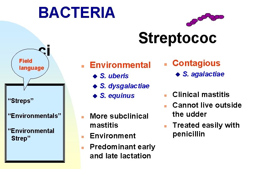 BACTERIA Streptococ ci Field language n Environmental S. uberis u S. dysgalactiae u S.