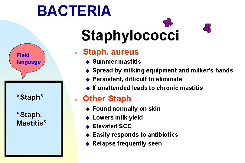 BACTERIA Staphylococci Field language n Staph. aureus u u “Staph” “Staph. Mastitis” n Summer