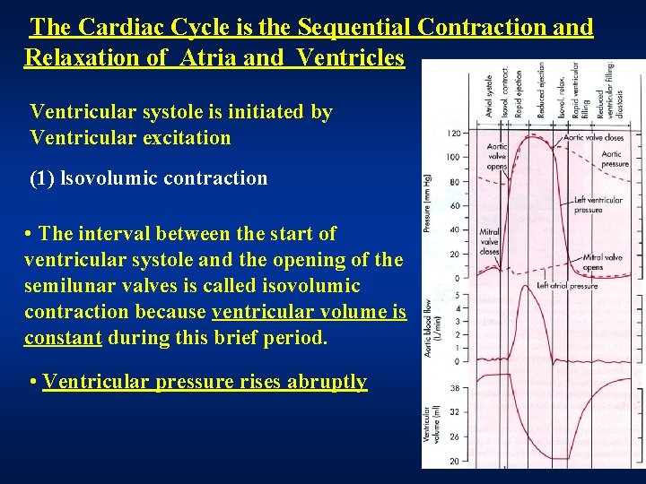 The Cardiac Cycle is the Sequential Contraction and Relaxation of Atria and Ventricles Ventricular The Cardiac Cycle is the Sequential Contraction and Relaxation of Atria and Ventricles Ventricular