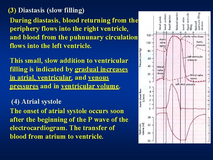 (3) Diastasis (slow filling) During diastasis, blood returning from the periphery flows into the (3) Diastasis (slow filling) During diastasis, blood returning from the periphery flows into the