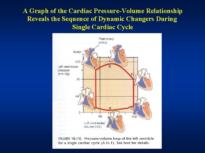 A Graph of the Cardiac Pressure-Volume Relationship Reveals the Sequence of Dynamic Changers During A Graph of the Cardiac Pressure-Volume Relationship Reveals the Sequence of Dynamic Changers During