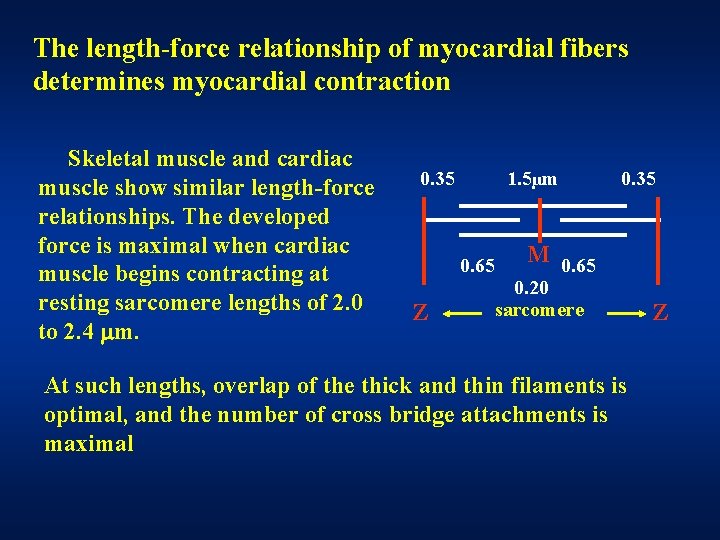 The length-force relationship of myocardial fibers determines myocardial contraction Skeletal muscle and cardiac muscle The length-force relationship of myocardial fibers determines myocardial contraction Skeletal muscle and cardiac muscle