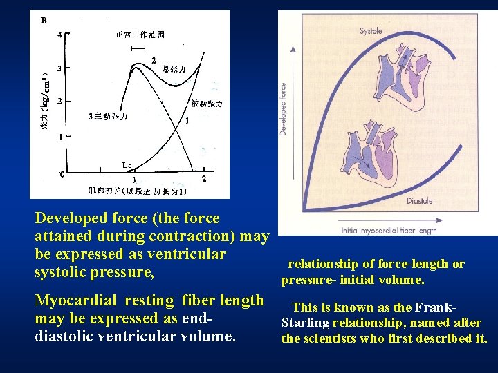 Developed force (the force attained during contraction) may be expressed as ventricular relationship of Developed force (the force attained during contraction) may be expressed as ventricular relationship of