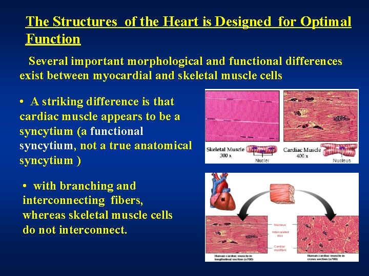 The Structures of the Heart is Designed for Optimal Function Several important morphological and The Structures of the Heart is Designed for Optimal Function Several important morphological and