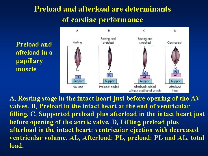 Preload and afterload are determinants of cardiac performance Preload and afteload in a papillary Preload and afterload are determinants of cardiac performance Preload and afteload in a papillary