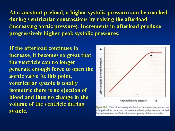 At a constant preload, a higher systolic pressure can be reached during ventricular contractions At a constant preload, a higher systolic pressure can be reached during ventricular contractions