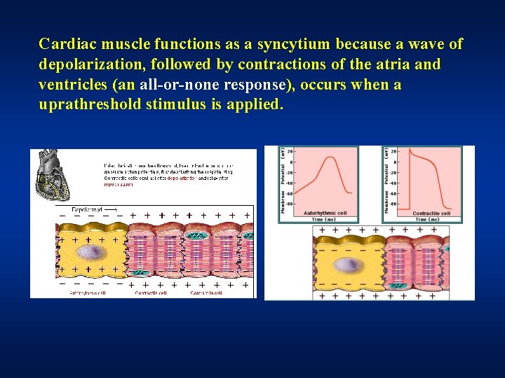 Cardiac muscle functions as a syncytium because a wave of depolarization, followed by contractions Cardiac muscle functions as a syncytium because a wave of depolarization, followed by contractions