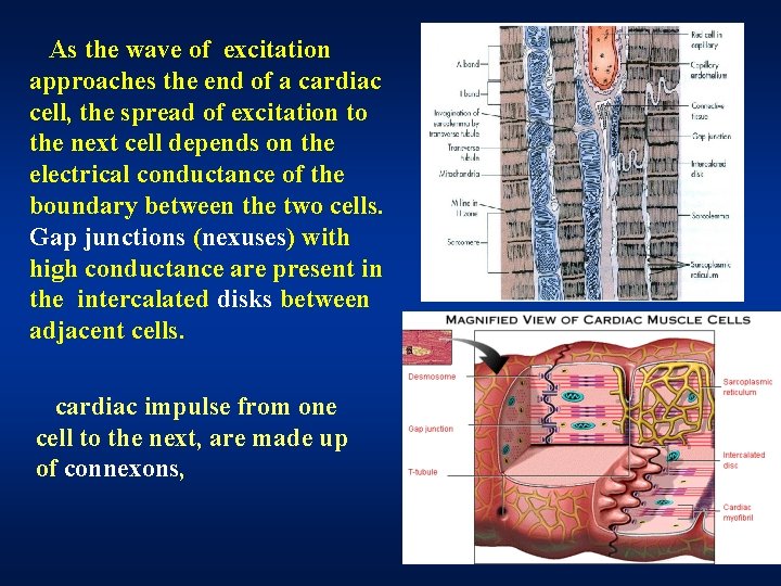 As the wave of excitation approaches the end of a cardiac cell, the spread As the wave of excitation approaches the end of a cardiac cell, the spread