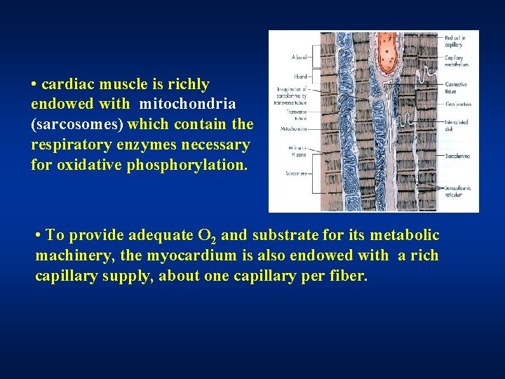 • cardiac muscle is richly endowed with mitochondria (sarcosomes) which contain the respiratory • cardiac muscle is richly endowed with mitochondria (sarcosomes) which contain the respiratory