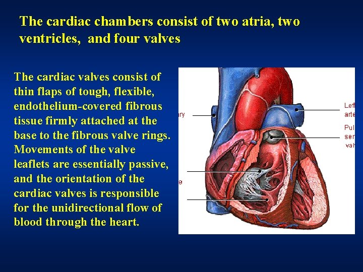 The cardiac chambers consist of two atria, two ventricles, and four valves The cardiac The cardiac chambers consist of two atria, two ventricles, and four valves The cardiac