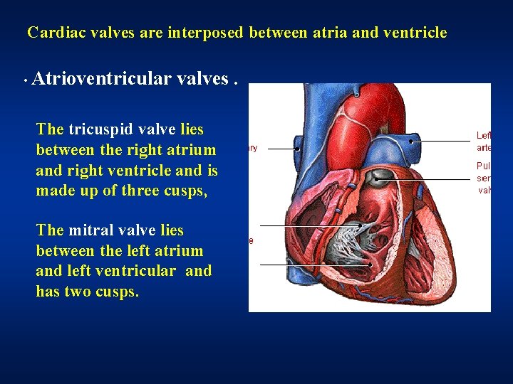 Cardiac valves are interposed between atria and ventricle • Atrioventricular valves. The tricuspid valve Cardiac valves are interposed between atria and ventricle • Atrioventricular valves. The tricuspid valve