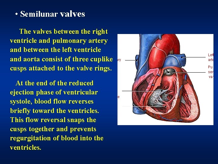 • Semilunar valves The valves between the right ventricle and pulmonary artery and • Semilunar valves The valves between the right ventricle and pulmonary artery and