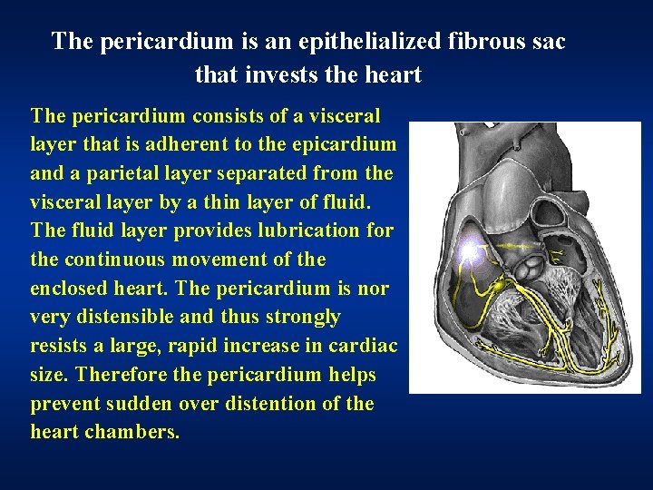 The pericardium is an epithelialized fibrous sac that invests the heart The pericardium consists The pericardium is an epithelialized fibrous sac that invests the heart The pericardium consists