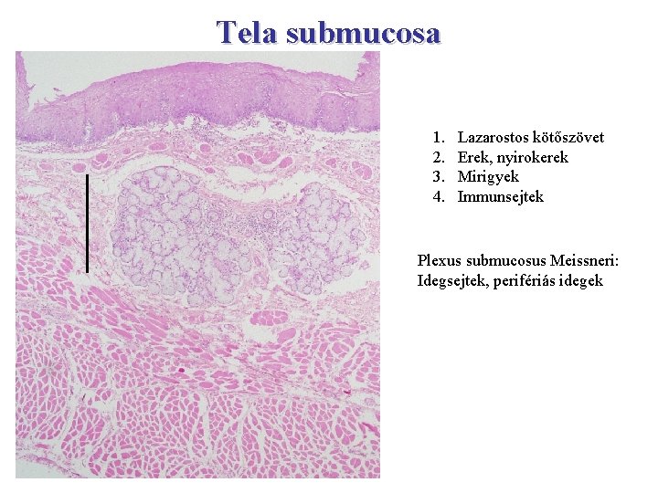 Tela submucosa 1. 2. 3. 4. Lazarostos kötőszövet Erek, nyirokerek Mirigyek Immunsejtek Plexus submucosus