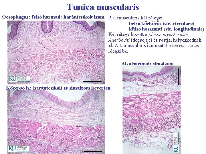 Tunica muscularis Oesophagus: felső harmad: harántcsíkolt izom A t. muscularis két rétege: belső körkörös