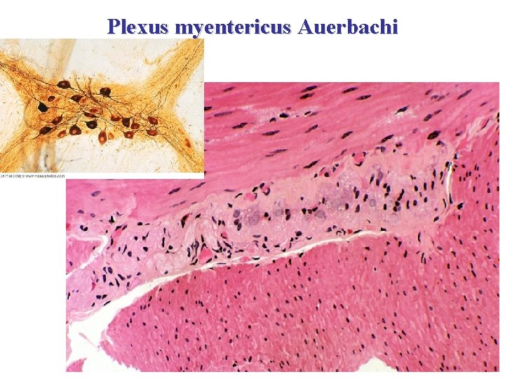 Plexus myentericus Auerbachi 