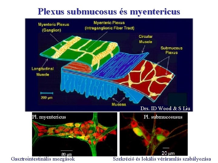 Plexus submucosus és myentericus Drs. ID Wood & S Liu Pl. myentericus Gasztrointestinális mozgások