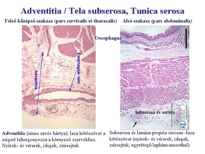 Adventitia / Tela subserosa, Tunica serosa Felső-középső szakasz (pars cervicalis et thoracalis) Alsó szakasz