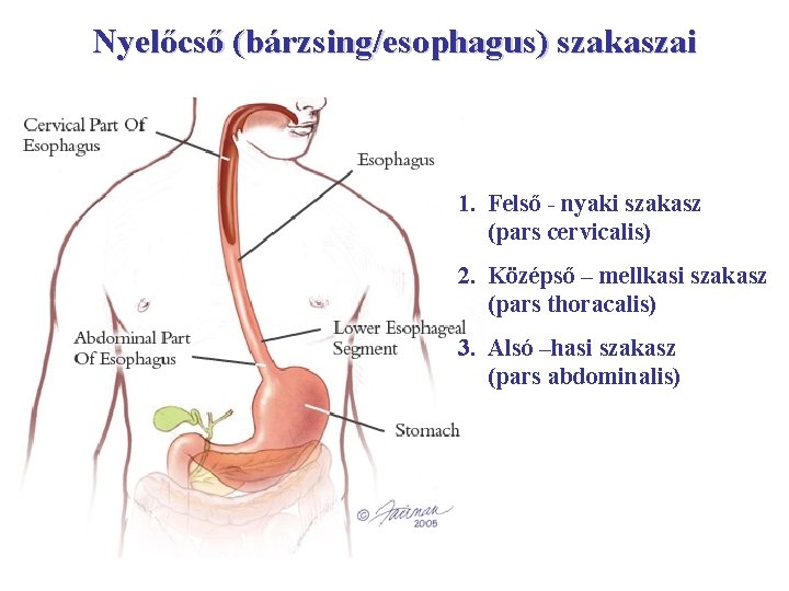 Nyelőcső (bárzsing/esophagus) szakaszai 1. Felső - nyaki szakasz (pars cervicalis) 2. Középső – mellkasi