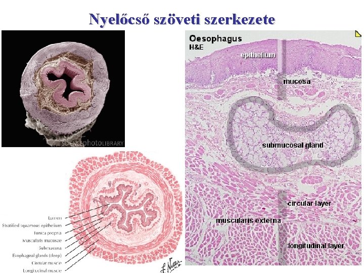 Nyelőcső szöveti szerkezete 