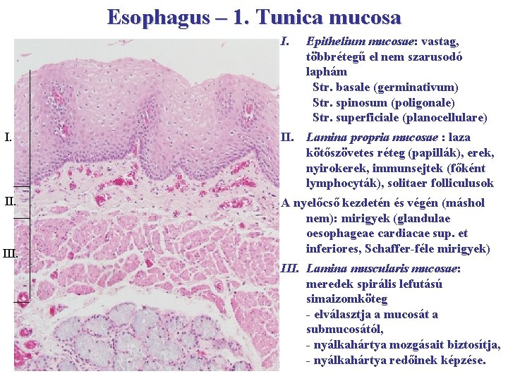 Esophagus – 1. Tunica mucosa I. Epithelium mucosae: vastag, többrétegű el nem szarusodó laphám