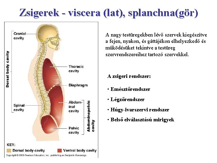 Zsigerek - viscera (lat), splanchna(gör) A nagy testüregekben lévő szervek kiegészítve a fejen, nyakon,