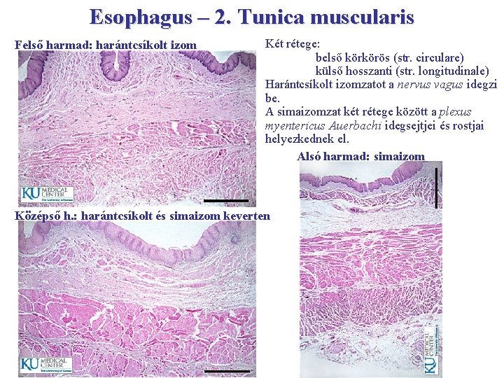 Esophagus – 2. Tunica muscularis Felső harmad: harántcsíkolt izom Két rétege: belső körkörös (str.