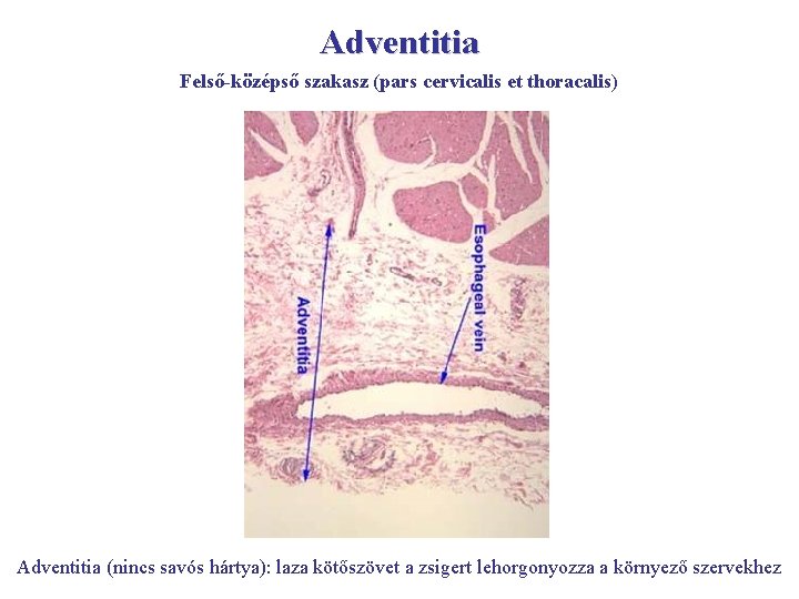 Adventitia Felső-középső szakasz (pars cervicalis et thoracalis) Adventitia (nincs savós hártya): laza kötőszövet a