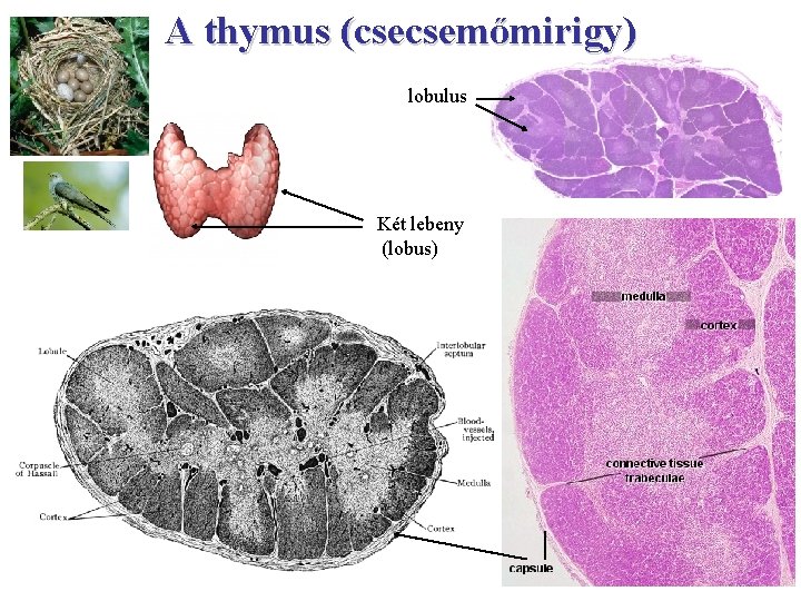 A thymus (csecsemőmirigy) lobulus Két lebeny (lobus) 