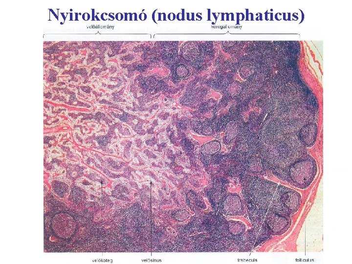 Nyirokcsomó (nodus lymphaticus) 