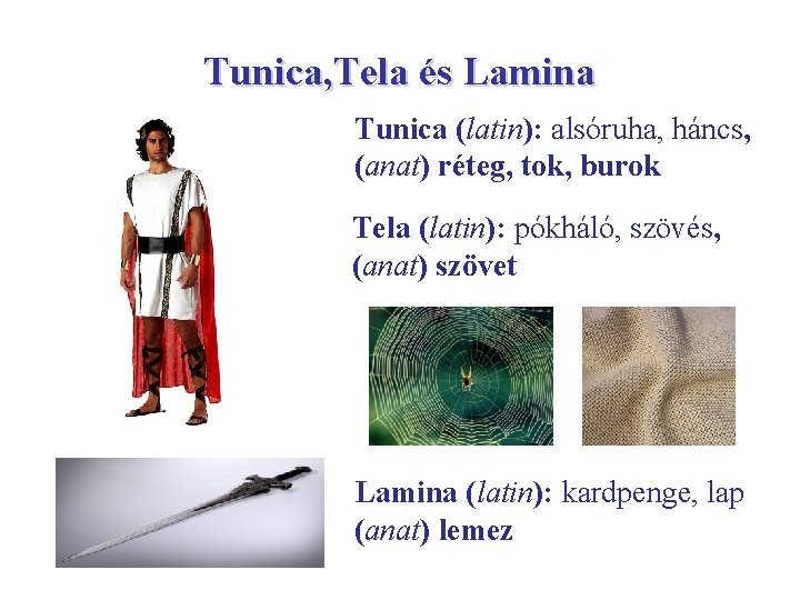 Tunica, Tela és Lamina Tunica (latin): alsóruha, háncs, (anat) réteg, tok, burok Tela (latin):