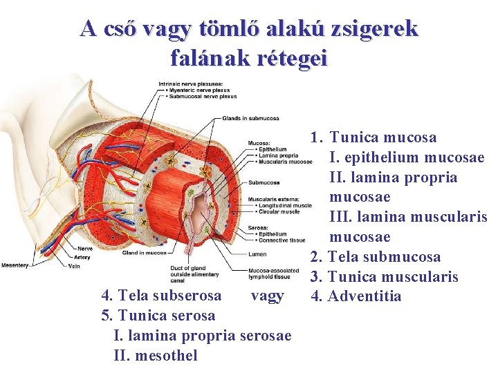 A cső vagy tömlő alakú zsigerek falának rétegei 4. Tela subserosa vagy 5. Tunica