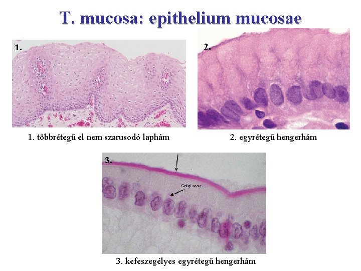 T. mucosa: epithelium mucosae 2. 1. többrétegű el nem szarusodó laphám 2. egyrétegű hengerhám