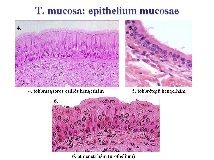 T. mucosa: epithelium mucosae 4. 5. 4. többmagsoros csillós hengerhám 5. többrétegű hengerhám 6.