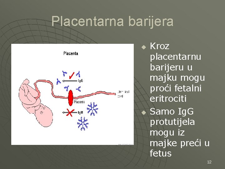 Placentarna barijera u u Kroz placentarnu barijeru u majku mogu proći fetalni eritrociti Samo